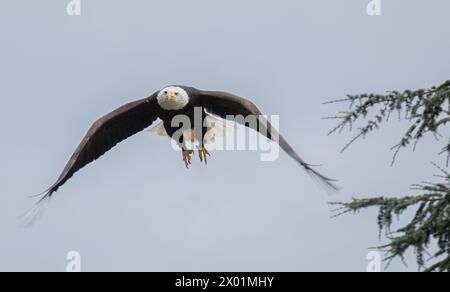 Wilder Weißkopfadler im Flug auf der Jagd Stockfoto