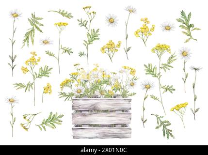 Aquarellset aus gelbem gewöhnlichem tansy und weißer Blume Gänseblümchen. Blumenstrauß Kamille in weiß grauer Holzkiste. Handgezeichnete Abbildung isoliert auf Stockfoto