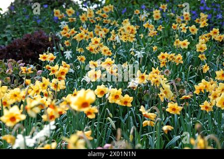 Gelb-orange Narcissus Narzissen, „Pipe Major“ in Blüte. Stockfoto