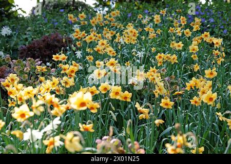 Gelb-orange Narcissus Narzissen, „Pipe Major“ in Blüte. Stockfoto