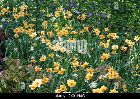 Gelb-orange Narcissus Narzissen, „Pipe Major“ in Blüte. Stockfoto