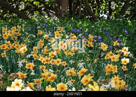 Gelb-orange Narcissus Narzissen, „Pipe Major“ in Blüte. Stockfoto