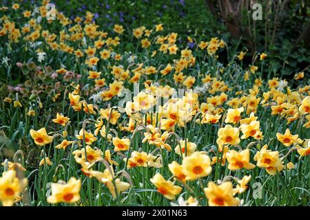 Gelb-orange Narcissus Narzissen, „Pipe Major“ in Blüte. Stockfoto