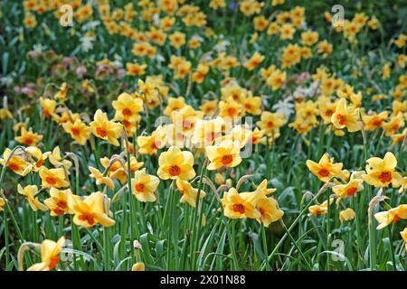 Gelb-orange Narcissus Narzissen, „Pipe Major“ in Blüte. Stockfoto