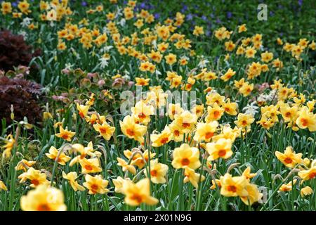 Gelb-orange Narcissus Narzissen, „Pipe Major“ in Blüte. Stockfoto