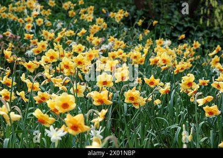 Gelb-orange Narcissus Narzissen, „Pipe Major“ in Blüte. Stockfoto
