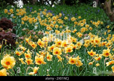 Gelb-orange Narcissus Narzissen, „Pipe Major“ in Blüte. Stockfoto