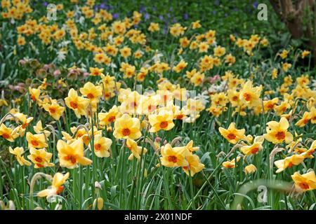 Gelb-orange Narcissus Narzissen, „Pipe Major“ in Blüte. Stockfoto