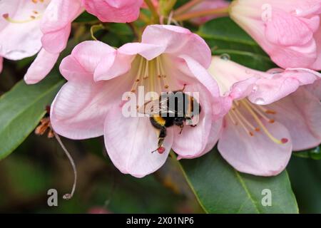 Eine Hummel saß auf dem Blütenblatt eines rosafarbenen immergrünen Rhododendrons „Percy Wiseman“ in Blüte. Stockfoto