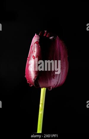 Schwarze Tulpenblüte auf schwarzem Hintergrund Stockfoto