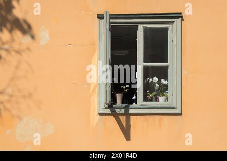 VAXHOLM, SCHWEDEN - 11. AUGUST 2018: Ein offenes Fenster in der sonnendurchfluteten orangen Wand eines skandinavischen Hauses zeigt Orchideen und Geranien. Stockfoto