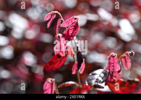 Weiches neues rotes/violettes immergrünes Laub des Loropetalum chinensis Fire Dance oder chinesische Hexenhamelis, die im britischen Gartenmarsch wächst Stockfoto