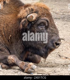 Bild eines wilden Bisonkopfes im Urlaub Stockfoto