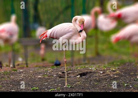 Bild eines rosa Flamingos, der auf einem Bein steht Stockfoto