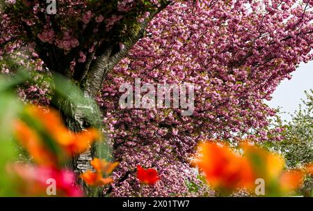 Berlin, Deutschland. April 2024. Japanische Zierkirschen blühen in der Onkel-Bräsig-Straße im Britzer Stadtteil Neukölln. Das ist Prunus serrulata „Kanzan“, was Nelkenkirsche bedeutet. Quelle: Jens Kalaene/dpa/Alamy Live News Stockfoto