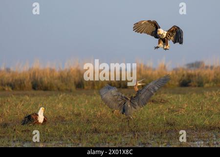 Afrikanischer Fischadler (Haliaeetus vocifer) junger Mobbing goliath-Reiher, Chobe-Nationalpark, Botswana Stockfoto