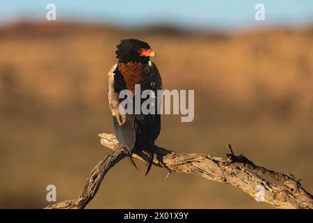 Bateleur (Terathopius ecaudatus), Kgalagadi Transfrontier Park, Nordkap, Südafrika Stockfoto