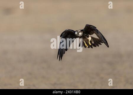 Lannerfalke (Falco biarmicus), grenzüberschreitender Kgalagadi-Park, Nordkap, Südafrika Stockfoto