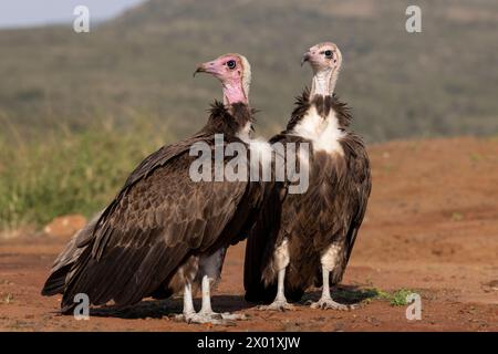 Kapuzengeier (Necrosyrtes monachus), Zimanga privates Wildreservat, KwaZulu-Natal, Südafrika Stockfoto