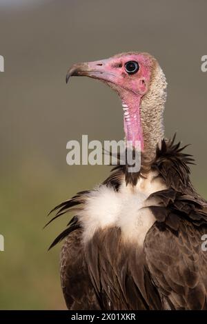 Kapuzengeier (Necrosyrtes monachus), Zimanga privates Wildreservat, KwaZulu-Natal, Südafrika Stockfoto