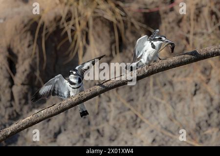 Rattenfischer (Ceryle rudis), Weibchen mit Fischen, Chobe Nationalpark, Botswana Stockfoto