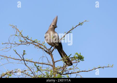 Grauer Vogel (Corythaixoides concolor), Chobe Nationalpark, Botswana Stockfoto