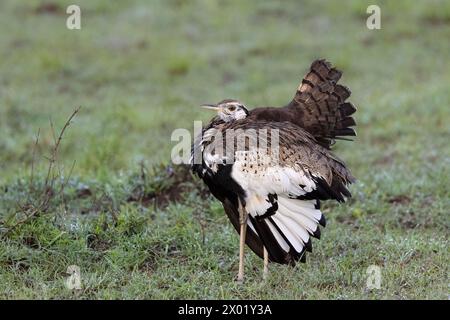 Schwarzbauchtrappe (Lissotis melanogaster), Masai Mara, Kenia Stockfoto