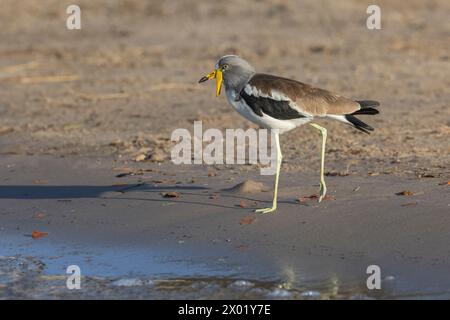 Weiß gekrönter Kiebitz (Vanellus albiceps), Chobe Nationalpark, Botswana Stockfoto