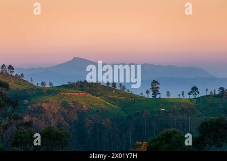Wunderschöner Sonnenaufgang über Hügeln mit Teeplantagen in der Nähe von Haputale in Sri Lanka. Stockfoto