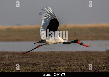 Sattelschnabelstorch (Ephippiorhynchus senegalensis) weiblich im Flug, Chobe Nationalpark, Botswana Stockfoto