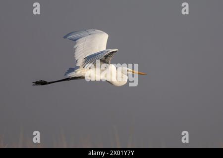 Großer Weißreiher (Ardea alba) im Flug, Chobe Nationalpark, Botswana Stockfoto