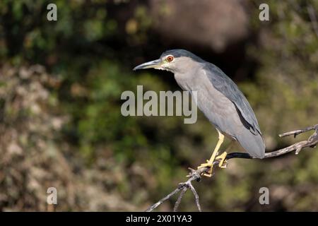 Schwarzgekrönter Nachtreiher (Nycticorax nycticorax), Chobe-Nationalpark, Botswana Stockfoto