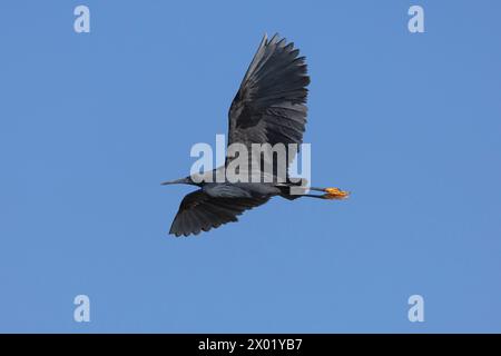 Schwarzreiher (Egretta ardesiaca) im Flug, Chobe Nationalpark, Botswana Stockfoto