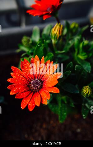 Nahaufnahme eines Osteospermum-Gänseblümchens Stockfoto