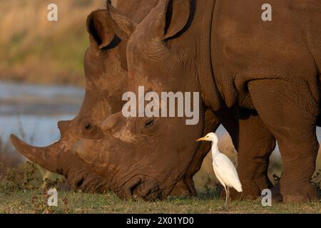 Westlicher Rinderreiher (Bubulcus ibis) auf der Suche nach Nashörnern, Zimanga Wildreservat, Südafrika Stockfoto