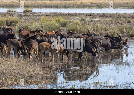 Sable (Hippotragus niger) Herdentrinken, Chobe Nationalpark, Botswana Stockfoto