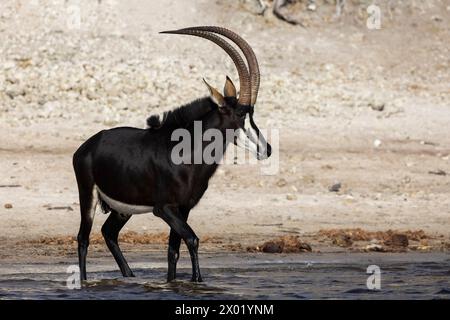 Sable (Hippotragus niger), Chobe-Nationalpark, Botswana Stockfoto