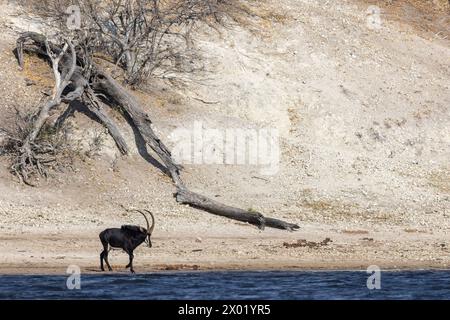 Sable (Hippotragus niger), Chobe-Nationalpark, Botswana Stockfoto