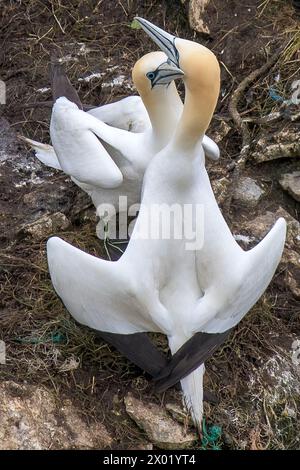 Ein Paar Nordgannets, Morus bassanus, führen ihr Paarungsritual an der Seite der Bempton Cliffs im Frühjahr durch Stockfoto