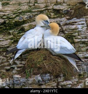 Ein Paar Northern Gannets, Morus bassanus, bauen im Frühjahr ihr Nest auf der Seite der Bempton Cliffs Stockfoto