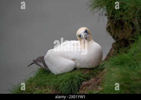 Ein nördlicher Gannet, Morus bassanus, der auf seinem Nest auf den Bempton Cliffs sitzt, Porträt, im Frühjahr Stockfoto