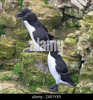 Ein Trio von Razorbill Seevögeln, ALCA Torda, steht an der Seite der Bempton Cliffs, die die Nordsee vermessen. Stockfoto