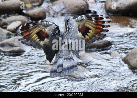 Vögel von Costa Rica: Sonnenbittern (Eurypyga helias) Stockfoto