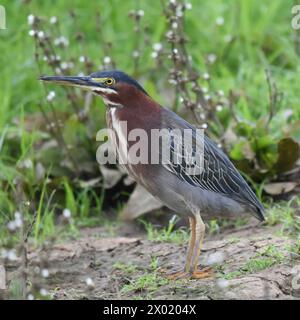 Vögel von Costa Rica: Grüner Reiher (Butorides virescens) Stockfoto