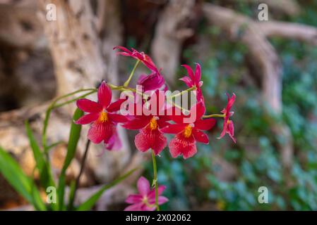 Rote Orchideenblüten auf dunkelgrünem Blatthintergrund. Ungewöhnliche kleine rote Orchideen Stockfoto