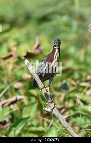 Vögel von Costa Rica: Grüner Reiher (Butorides virescens) Stockfoto