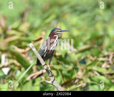 Vögel von Costa Rica: Grüner Reiher (Butorides virescens) Stockfoto