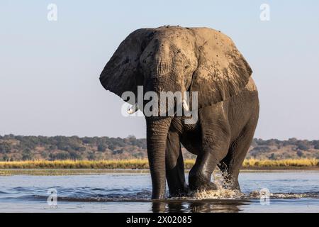 Elefantenbulle (Loxodonta africana) im Chobe River, Chobe National Park, Botswana Stockfoto
