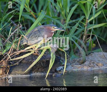 Vögel von Costa Rica: Grüner Reiher (Butorides virescens) Stockfoto