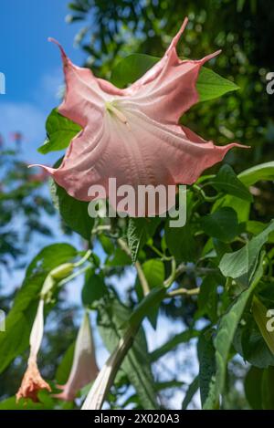 Orange Blumen der Engel Trompeten auf verschwommenen grünen Blättern und blauem Himmel Hintergrund Stockfoto